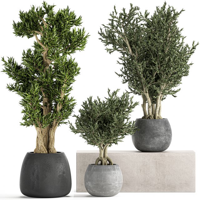 decorative trees in a black flowerpots 805 Modelo 3D .c4d .max .obj .3ds .fbx .stl .blend 