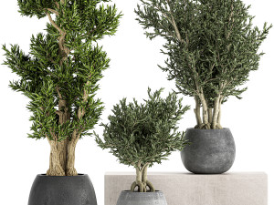 decorative trees in a black flowerpots 805 3D मॉडल