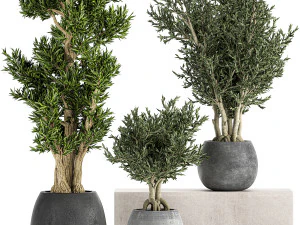 drzewka ozdobne w czarnych doniczkach 805 Model 3D