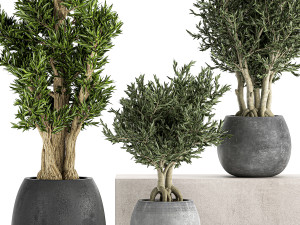 decorative trees in a black flowerpots 805 Modelo 3D