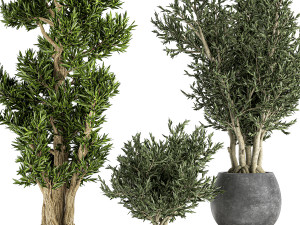 decorative trees in a black flowerpots 805 Modelo 3D