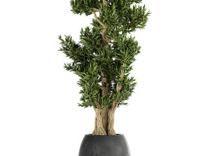 decorative trees in a black flowerpots 805 Modelo 3D