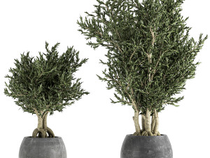 decorative trees in a black flowerpots 805 Modelo 3D