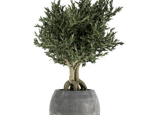 decorative trees in a black flowerpots 805 Modelo 3D
