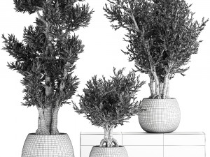 decorative trees in a black flowerpots 805 Modelo 3D