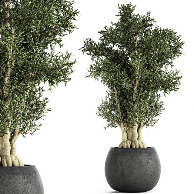 decorative tree in a black flowerpots 806 3D Model .c4d .max .obj .3ds .fbx .stl .blend 