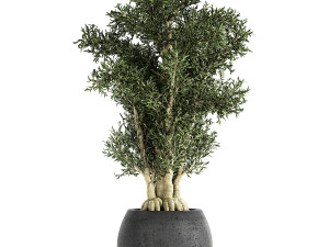 decorative tree in a black flowerpots 806 3D Model