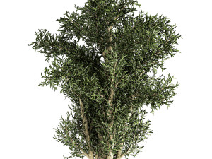 decorative tree in a black flowerpots 806 3D Model