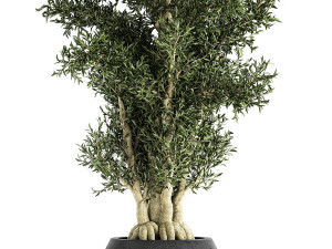 decorative tree in a black flowerpots 806 3D Model
