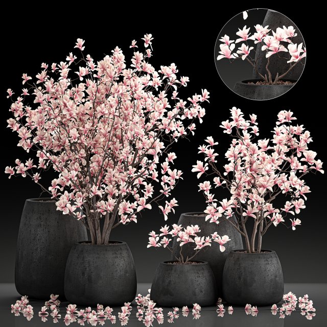decorative magnolia trees in a black flowerpots 807 Modelo 3D .c4d .max .obj .3ds .fbx .stl .blend 