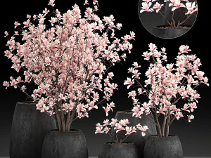 decorative magnolia trees in a black flowerpots 807 3D Model