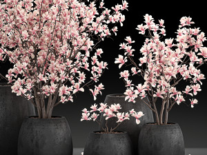 decorative magnolia trees in a black flowerpots 807 Modelo 3D