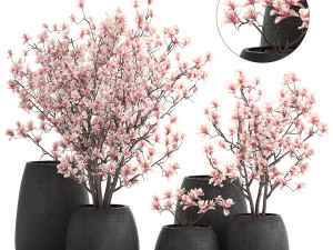 decorative magnolia trees in a black flowerpots 807 Modelo 3D