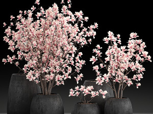 decorative magnolia trees in a black flowerpots 807 Modelo 3D