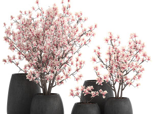 decorative magnolia trees in a black flowerpots 807 Modelo 3D