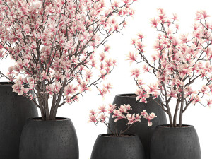 decorative magnolia trees in a black flowerpots 807 Modelo 3D