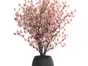decorative magnolia trees in a black flowerpots 807 Modelo 3D
