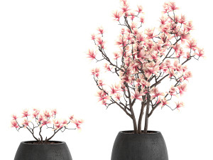 decorative magnolia trees in a black flowerpots 807 Modelo 3D