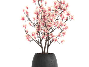 decorative magnolia trees in a black flowerpots 807 Modelo 3D