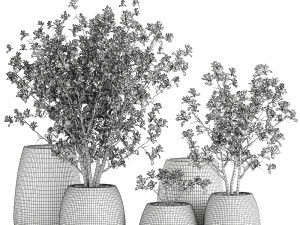 decorative magnolia trees in a black flowerpots 807 Modelo 3D