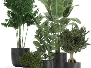collection of decorative plants in flowerpots 808 3D Model