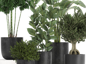 collection of decorative plants in flowerpots 808 3Dモデル