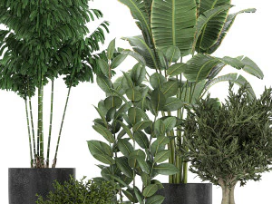 collection of decorative plants in flowerpots 808 3D Model