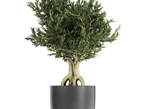 collection of decorative plants in flowerpots 808 3D Model