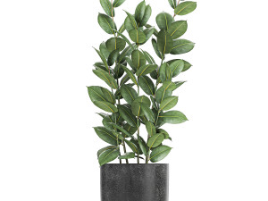collection of decorative plants in flowerpots 808 3Dモデル