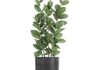 collection of decorative plants in flowerpots 808 3D Model