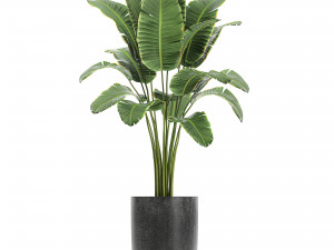 collection of decorative plants in flowerpots 808 3Dモデル