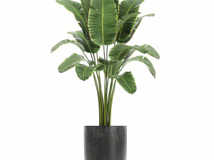 collection of decorative plants in flowerpots 808 3D Model