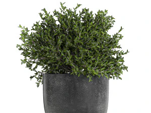 collection of decorative plants in flowerpots 808 3D Model