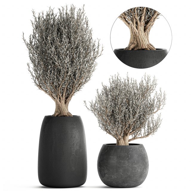 olive trees in a black flowerpots 809 3D 模型 .c4d .max .obj .3ds .fbx .stl .blend 
