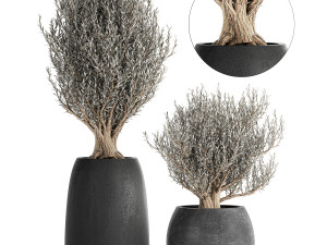 olive trees in a black flowerpots 809 3D Model