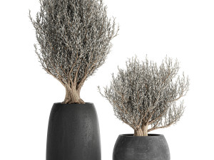 olive trees in a black flowerpots 809 3D 模型