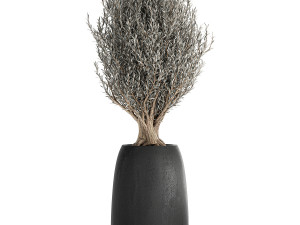 olive trees in a black flowerpots 809 3D 模型