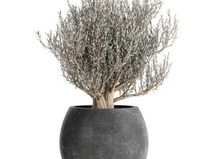 olive trees in a black flowerpots 809 3D 模型