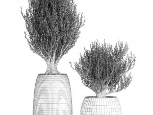 olive trees in a black flowerpots 809 3D 模型