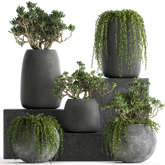 crassula in a black flowerpots 810 3D Modell .c4d .max .obj .3ds .fbx .stl .blend