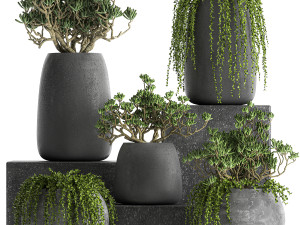 crassula in a black flowerpots 810 Modelo 3D