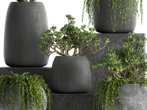 crassula em vasos pretos 810 Modelo 3D