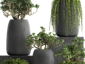 crassula in a black flowerpots 810 3D Modell