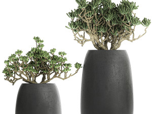 crassula in a black flowerpots 810 3D Modell