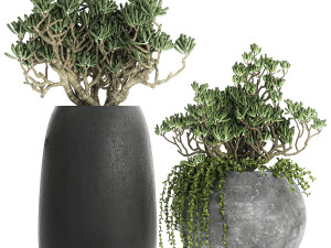 crassula in a black flowerpots 810 3D Modell
