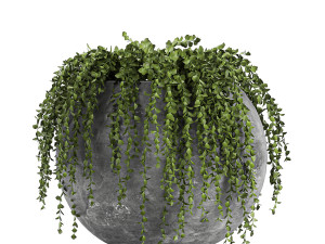 crassula in a black flowerpots 810 3D Modell