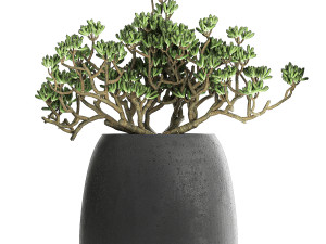 crassula in a black flowerpots 810 3D Modell