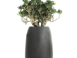 crassula in a black flowerpots 810 3D Modell