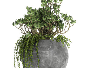 crassula in a black flowerpots 810 3D Modell