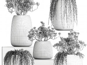 crassula in a black flowerpots 810 3D Modell